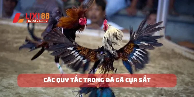 Đá Gà Cựa Dao Hấp Dẫn Bạn Không Thể Bỏ Qua Tại Lixi88 5 Các quy tắc trong đá gà cựa sắt